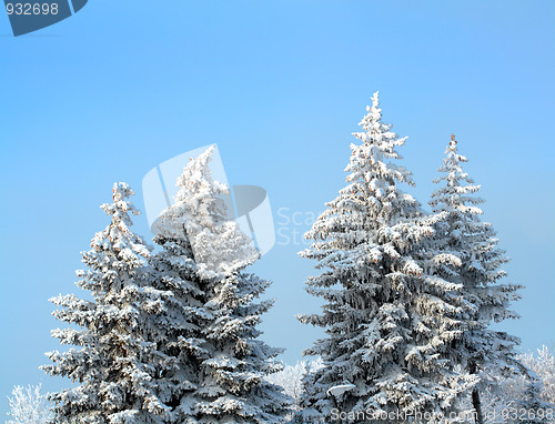 Image of fir trees with snow