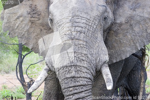 Image of African Elephant