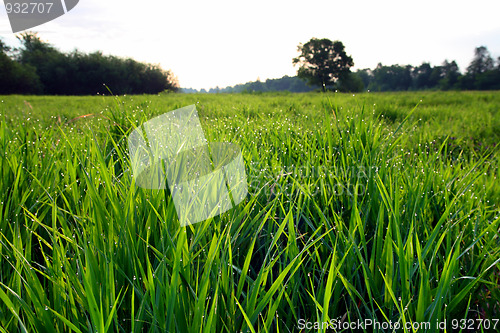 Image of morning landscape with dew on grass