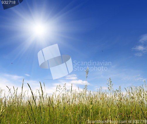 Image of green grass under blue sky
