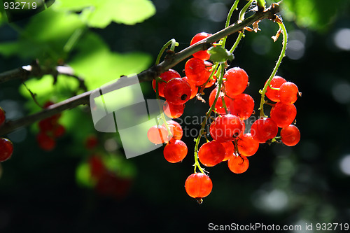 Image of bunch of red currant berry