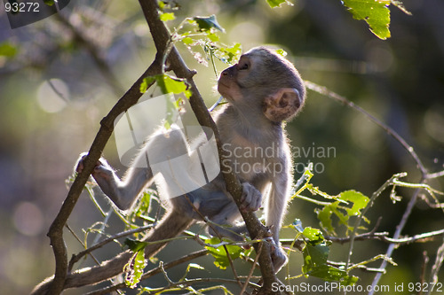 Image of Vervet monkey