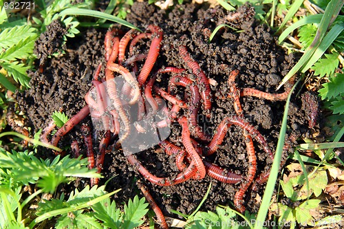Image of many red worms in dirt