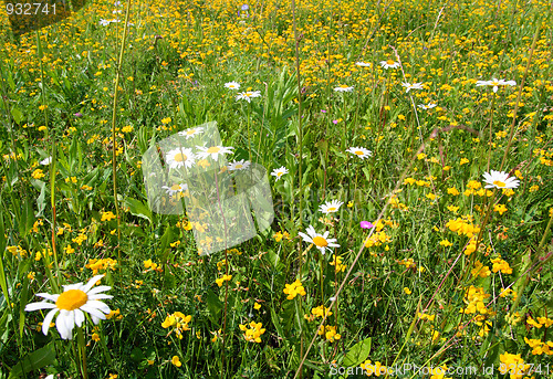 Image of blossom flowers on meadow