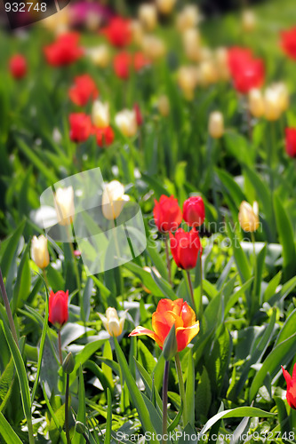 Image of tulips