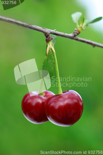 Image of pair of cherry