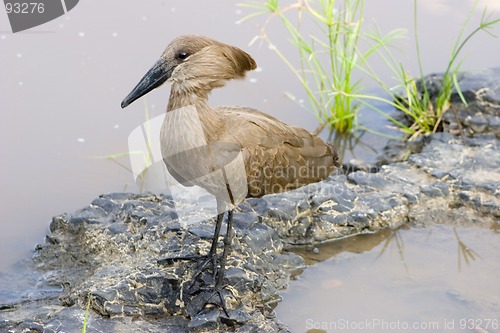 Image of Hamerkop