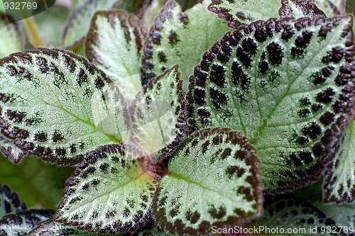 Image of leaves of coleus
