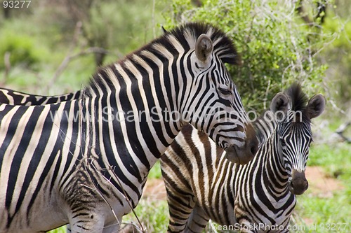 Image of Burchell's zebra