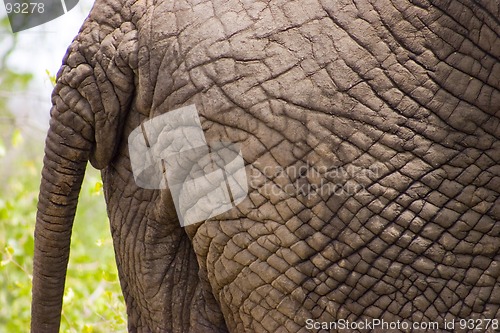 Image of African Elephant