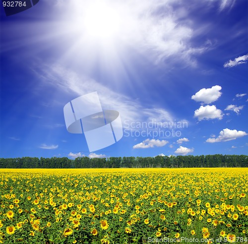 Image of sunflowers field under sun