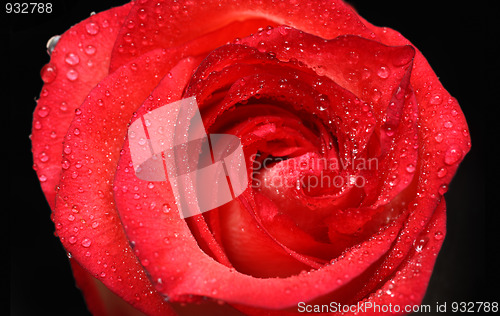 Image of red rose close-up with drops