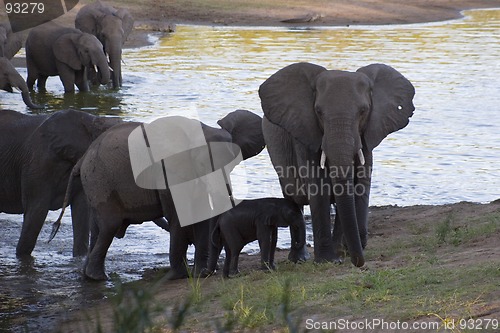 Image of African Elephant