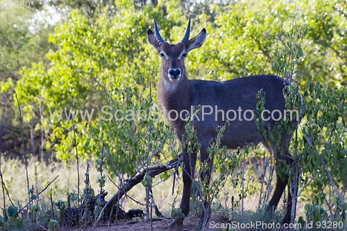 Image of Waterbuck