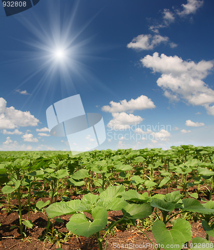 Image of field with beginnings sunflowers