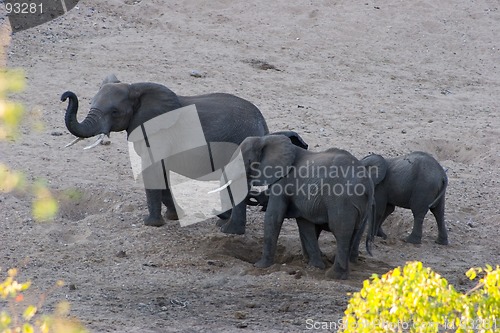 Image of African Elephant