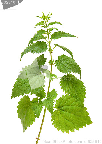 Image of green nettle plant