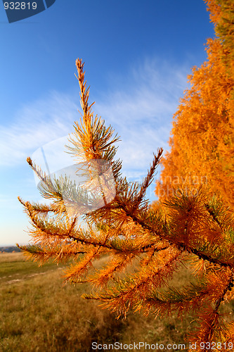 Image of autumn golden larch tree