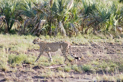 Image of Cheetah