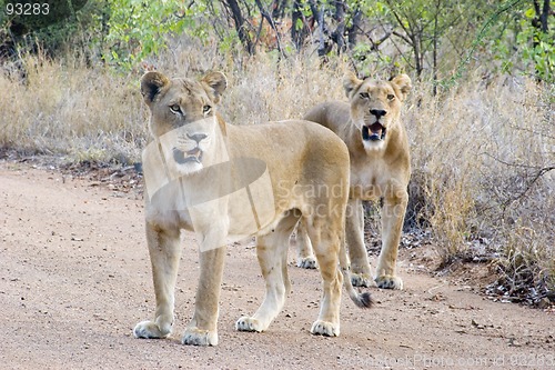 Image of African Lion