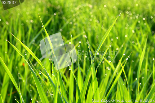 Image of grass with dew drops