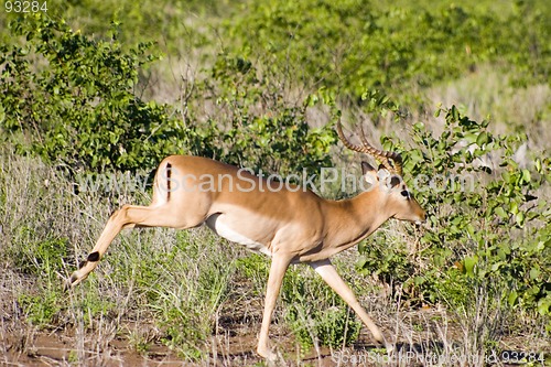 Image of Impala