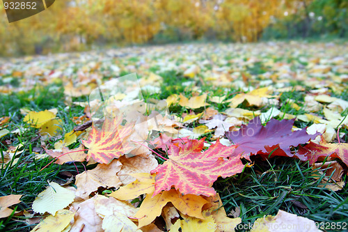 Image of leaves on grass in autumn park