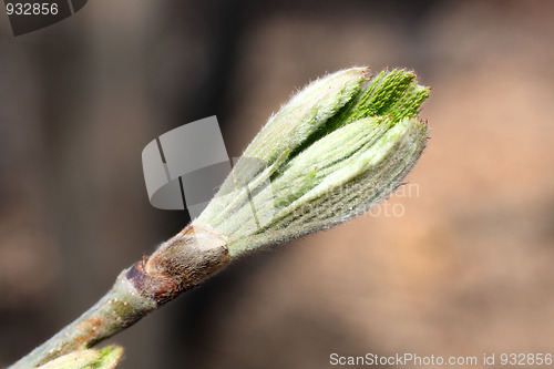 Image of bud on spring tree