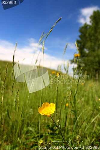 Image of summer landscape with buttercup