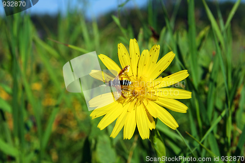 Image of bee on yellow flower close-up