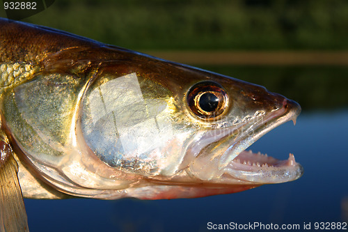 Image of zander fish head