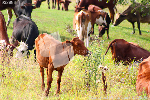 Image of cows on pasture