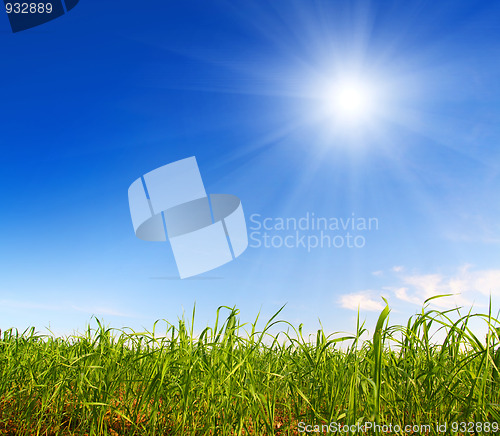 Image of green grass under blue sky
