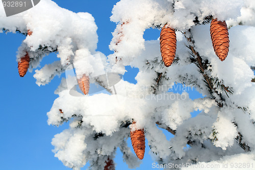 Image of cones on christmas fir