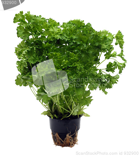 Image of green parsley bunch in pot