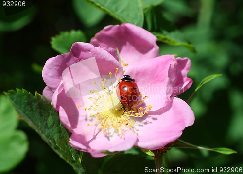 Image of ladybug on purple flower