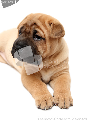 Image of shar pei puppy