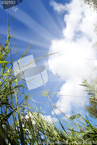 Image of view on sky out of grass