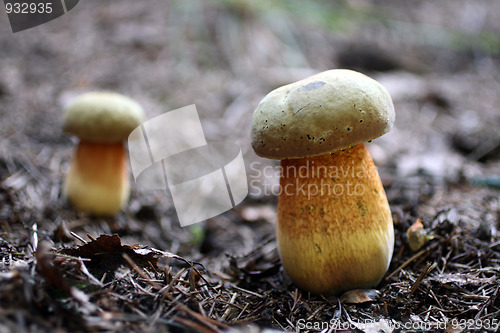 Image of two inedible toadstool mushrooms