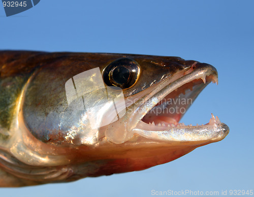 Image of zander fish head on sky background