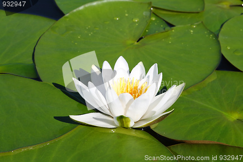 Image of water-lily flower and leaves