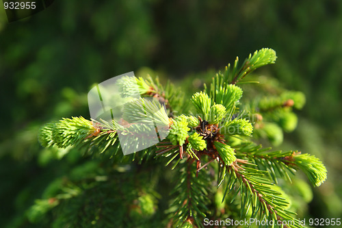 Image of new green fir branch
