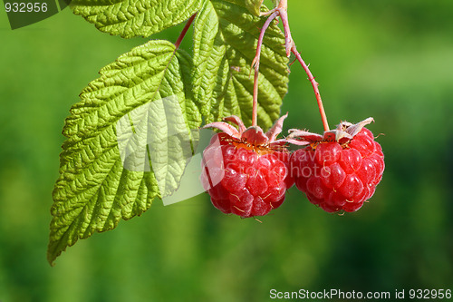 Image of pair of raspberry with leaf