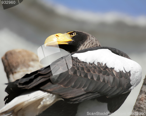 Image of eagle