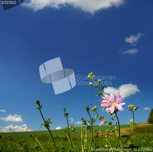 Image of mallow wildflower on meadow background