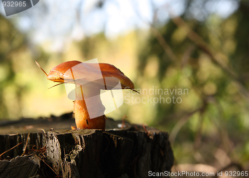 Image of mushroom on stump in forest