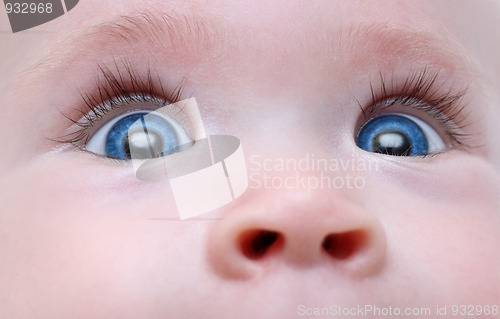 Image of baby blue eyes