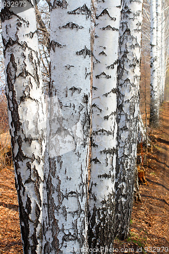 Image of group of birch woods