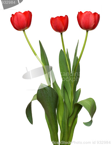 Image of three red tulip bunch