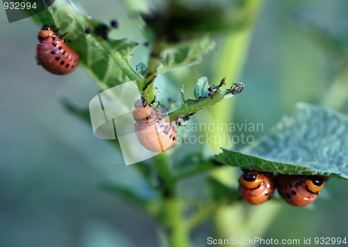 Image of colorado beetle larva